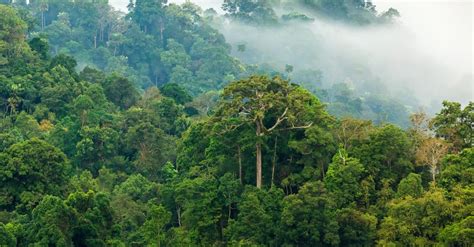 Forêt Tropicale Poumon Vert De Notre Planète Sauvons La Forêt