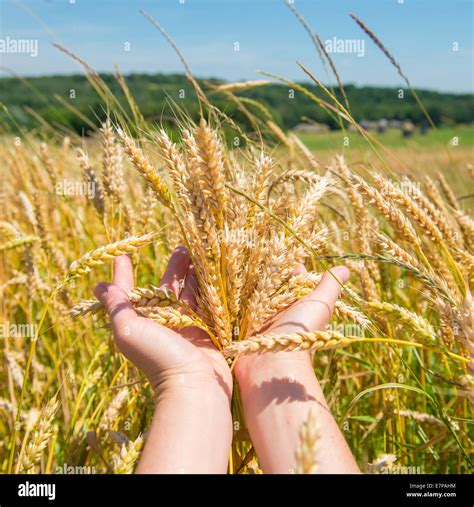 Wheat In The Hands Harvest Time Agricultural Background Stock Photo