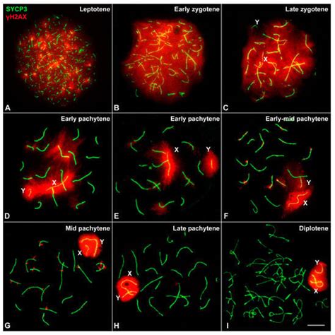 Meiotic Behavior Of Achiasmate Sex Chromosomes In The African Pygmy