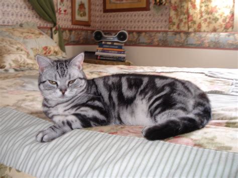 American Shorthair silver tabby cats ~ Cat Lovers