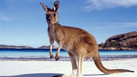 Удивительные факты о кенгуру: 20 интересных и удивительных фактов о ...