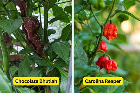 Chocolate Bhutlah Vs Carolina Reaper Differences To Tell