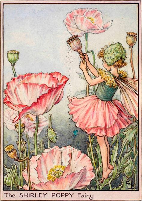 The Shirley Poppy Fairy Flower Fairies