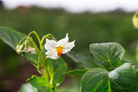 Potatoes With The Right Antennas Origin Of Novel Broad Resistance To Late Blight Found In Wild