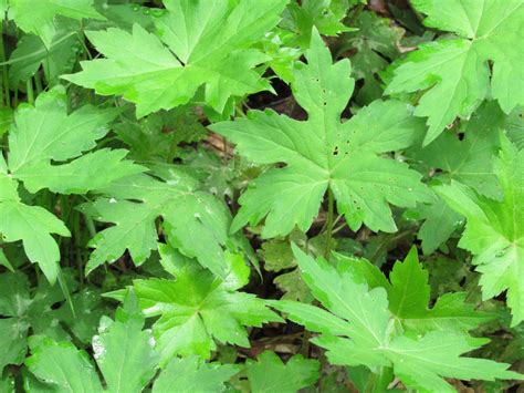 Waterleaf Hairy Mammoth Cave Area Flora