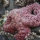 atstarfishbooks  tumblr