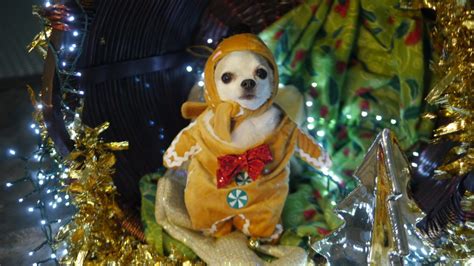 2020 Christmas Dog Photo Shoot, Starting with Mine! - Furever Pet Care