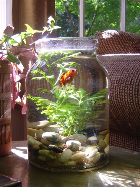 Abercrombie Fish Bowl Indoor Water Garden House Plants Easy Home Decor