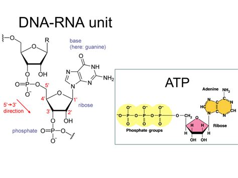 Dna Rna Unit Atp