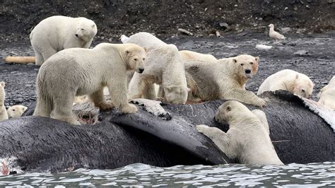 Polar Bears Eating Whales