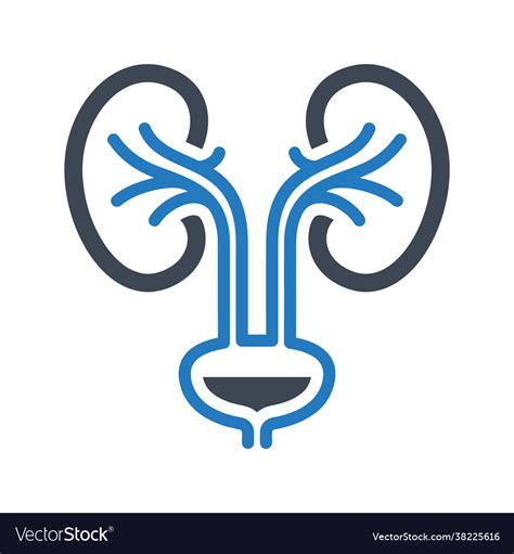 Urology icon Royalty Free Vector Image - VectorStock