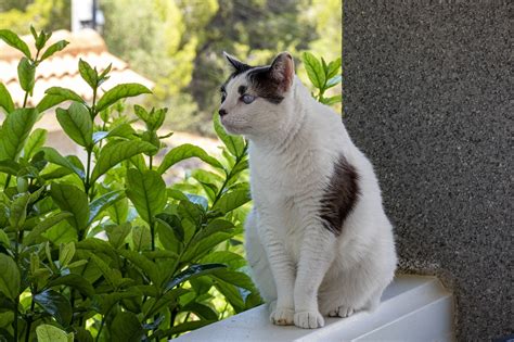 Balcony Cat Animal Free Photo On Pixabay Pixabay