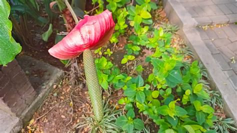 Anchomanes Difformis Araceae in Indian Countryside Stock Photo - Image ... 