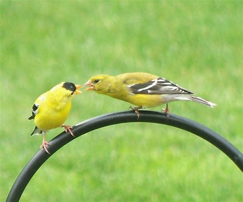 A male American Goldfinch feeding a female American Goldfinch (6-23-12