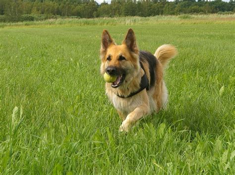 dog german shepherd retrieving  photo  pixabay