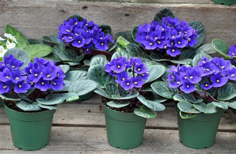 Best Potting Mix For African Violets How To Make Soil For African