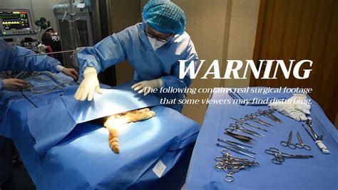 Cat Castration Surgery Surgical Procedure Youtube