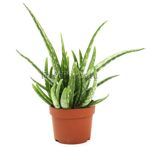 Алоэ Вера суккулент, столетник - купить в интернет-магазине FreshPlants ...