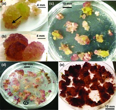 Stereomicroscopic observation of in vitro anthocyanin-induced callus at ...