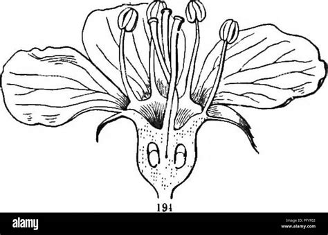 botany  young people  common schools  plants grow  simple