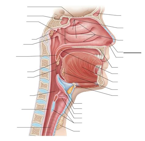 Lab Exam Ii Upper Respiratory Tract Diagram Quizlet