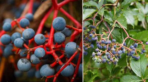 32 Shrubs And Trees With Purple Berries Identification Guide