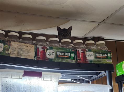 Top Shelf Pussy Lol R Shrooms