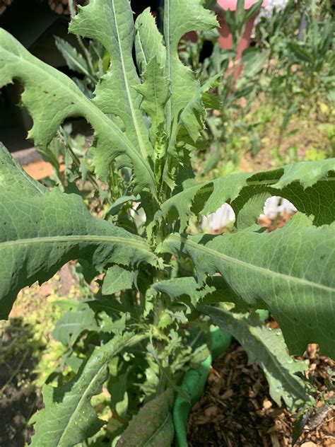 Is this wild lettuce growing in my yard? (New Jersey) : r/whatplantisthis