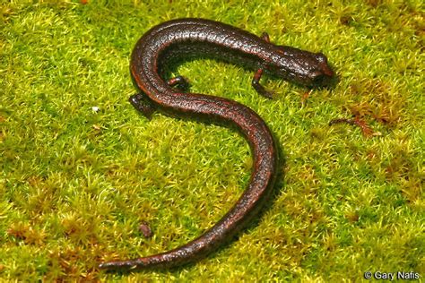 Hell Hollow Slender Salamander Alchetron The Free Social Encyclopedia