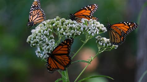 Allergy report OKC showing 'very high' pollen levels: What to know