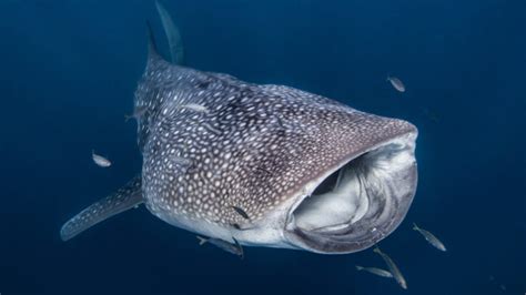 Whale Shark Dethrones Kodiak Bear As Worlds Largest Omnivore