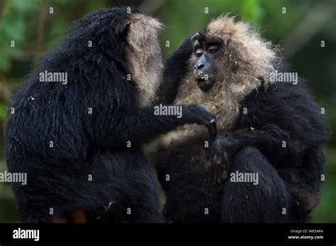 Lion Tailed Macaques Macaca Silenus Grooming Anamalai Tiger Reserve Western Ghats Tamil