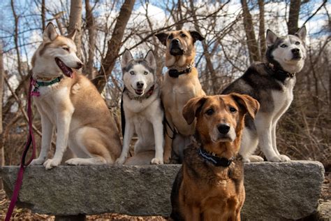 Well-Balanced Dog Training