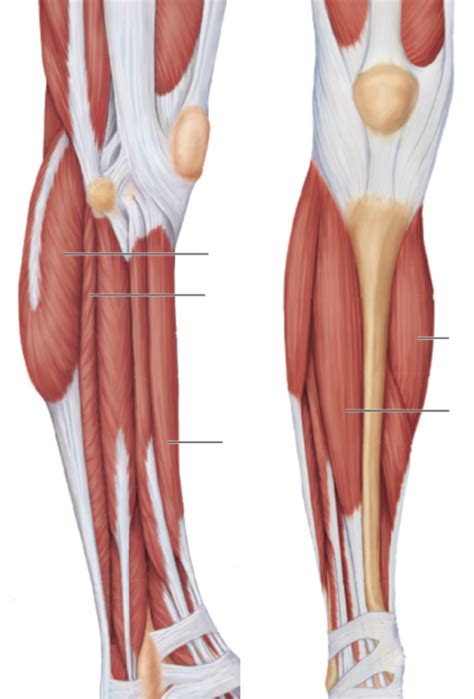 Ch 13: Muscles Leg: Lateral, Anterior Diagram | Quizlet