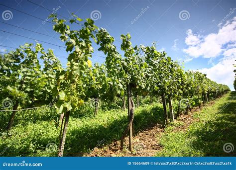 Grapevines Stock Image Image Of Fruit Horticulture 15664609