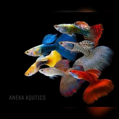 Jual Ikan Hias Guppy Aquascape Air Tawar - Guppy PRTDE, Jantan - Kota ...