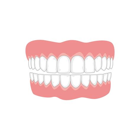 Labelling Teeth Diagram Clipart