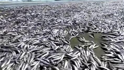 Sardinas Muertas Aparecen En Sinaloa