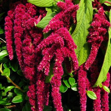 Амарант - как приготовить чай, польза и вред растения