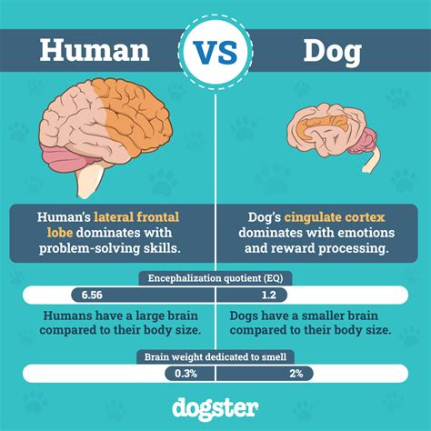 12 Vet-Verified Dog Brain Facts You'll Be Surprised to Learn – Dogster