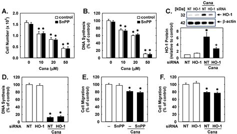 IJMS Free Full Text Canagliflozin Inhibits Human Endothelial Cell