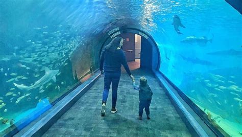 Camden's Adventure Aquarium to Host Sensory-Friendly F.I.S.H. Night