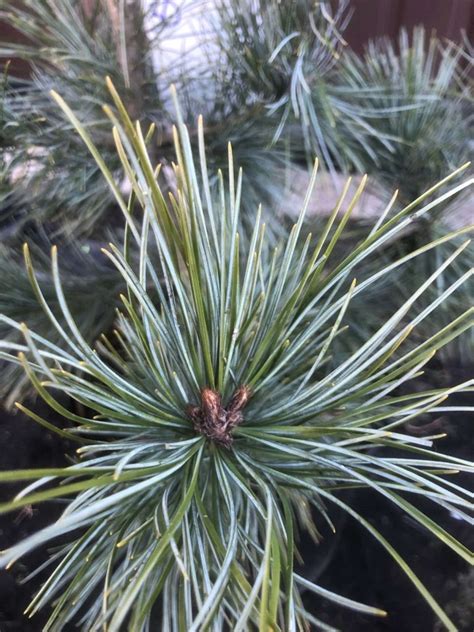 Сосна корейская/кедровая Джек Корбит. (Pinus koraiensis Jack Corbit ...