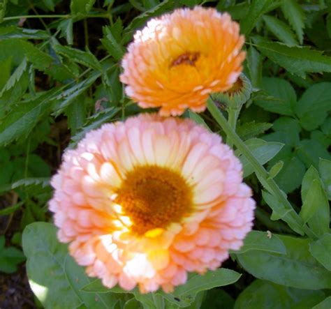 цветы Календула (Ноготки) фото: желтые, оранжевые, розовые; семена ...