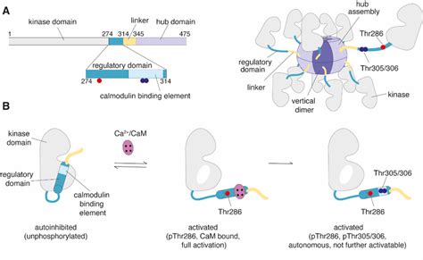 Structure and activation of Ca 2+ /calmodulin-dependent protein kinase ...