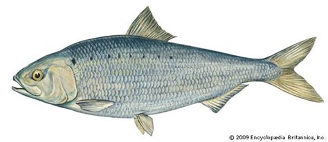 Shad | Migratory, Anadromous, Spawning | Britannica