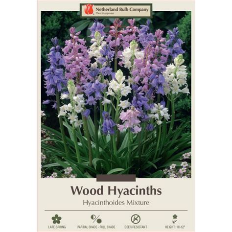 Hyacinthoides Assortment Wood Hyacinth Mix Gertens Garden Center