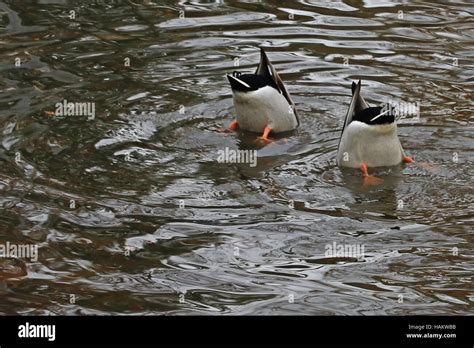 Upside Down Ducks Swimming