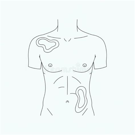 Vector Art of Human Body Outline Illustration Showing Anatomy and ...