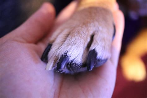 5 Ways to Strengthen Your Dogs' Nails | RexiPets